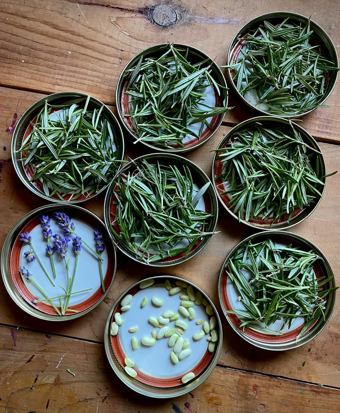 Fresh herbs and seeds arranged in canning lids on wood.